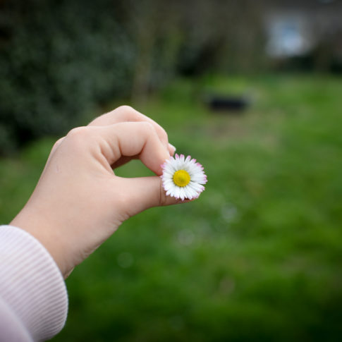 marguerite