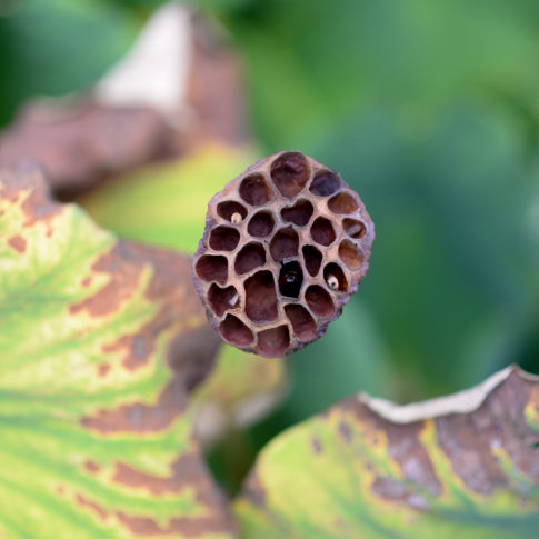 feuilles trou